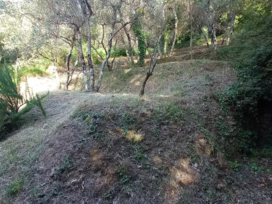 Immagine 5 di Terreno agricolo in vendita  a Capannori