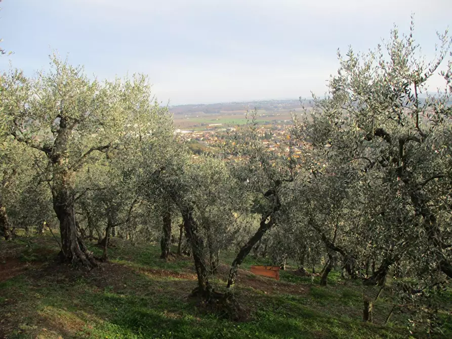 Immagine 4 di Terreno agricolo in vendita  a Buti
