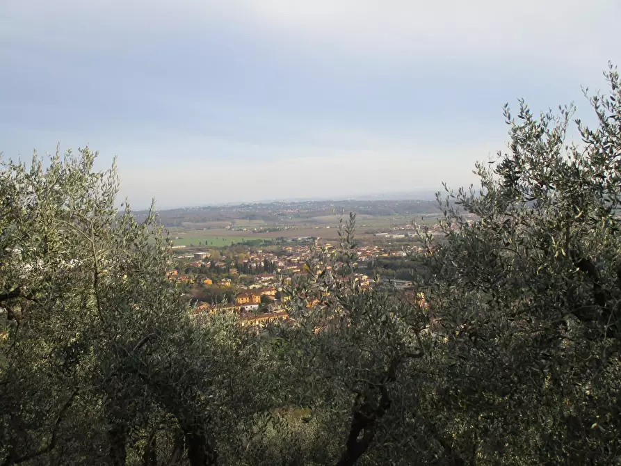 Immagine 2 di Terreno agricolo in vendita  a Buti