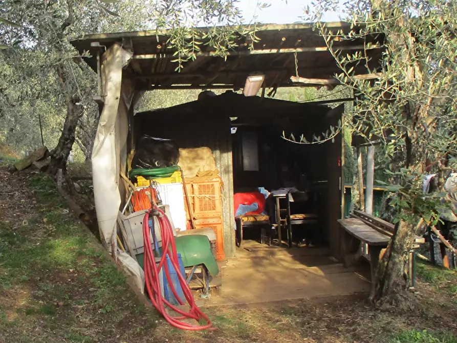 Immagine 5 di Terreno agricolo in vendita  a Buti