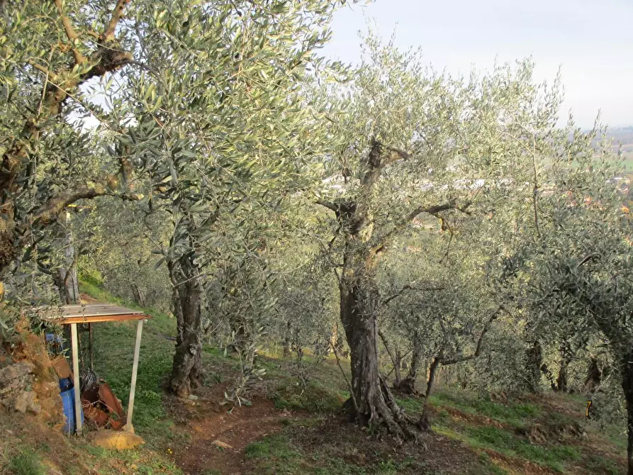 Immagine 3 di Terreno agricolo in vendita  a Buti