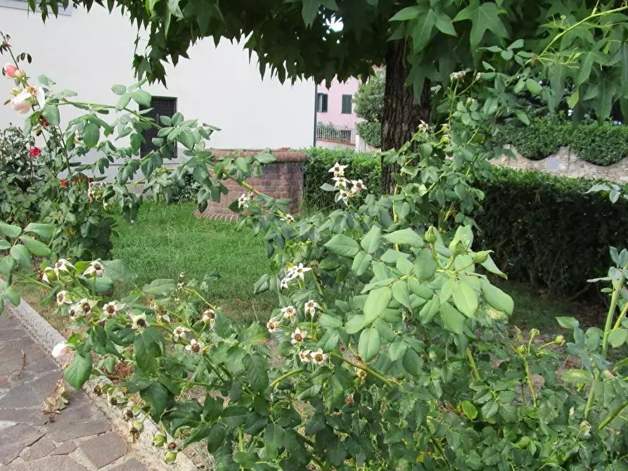 Immagine 5 di Terratetto in vendita  a Capannori