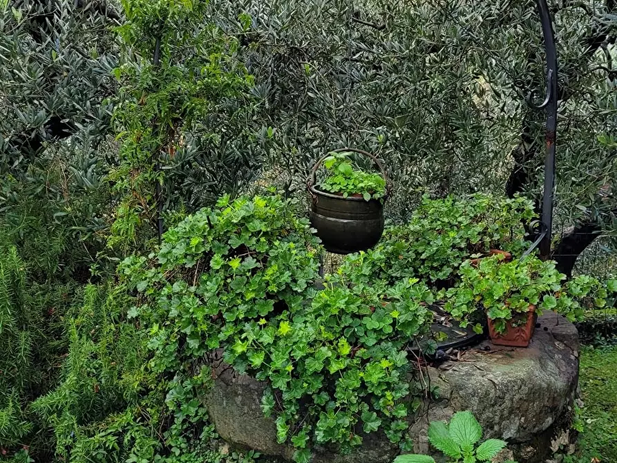 Immagine 51 di Rustico / casale in vendita  a Lucca