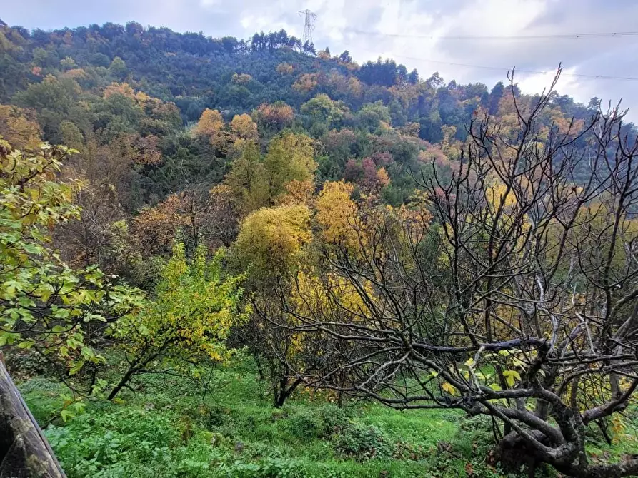 Immagine 52 di Rustico / casale in vendita  a Lucca