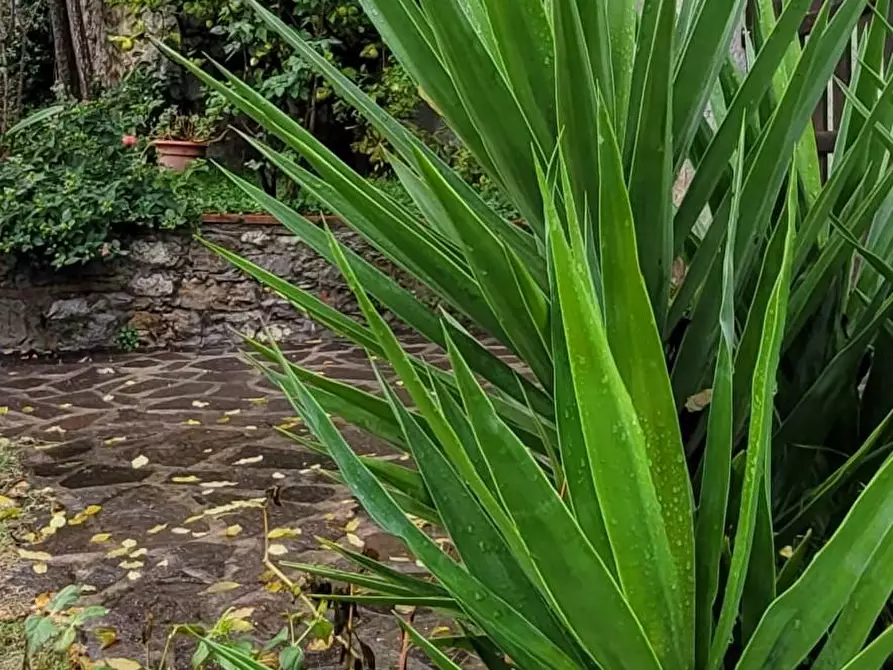 Immagine 61 di Rustico / casale in vendita  a Lucca