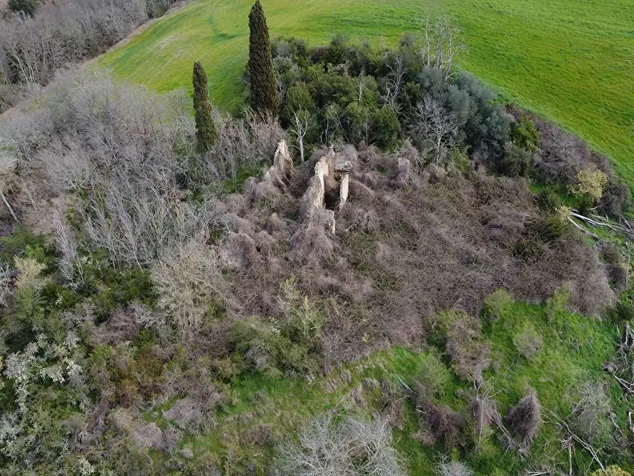 Immagine 3 di Terreno agricolo in vendita  a Asciano
