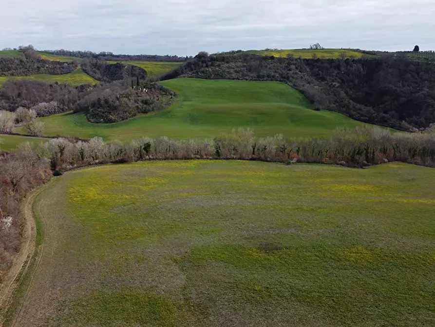 Immagine 1 di Terreno agricolo in vendita  a Asciano