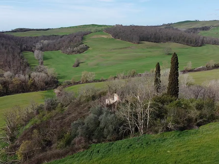 Immagine 8 di Terreno agricolo in vendita  a Asciano