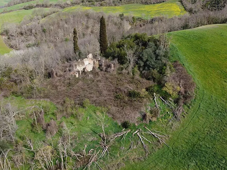 Immagine 4 di Terreno agricolo in vendita  a Asciano