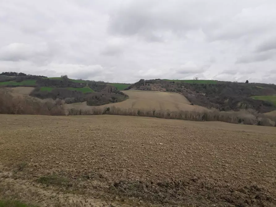 Immagine 7 di Terreno agricolo in vendita  a Asciano