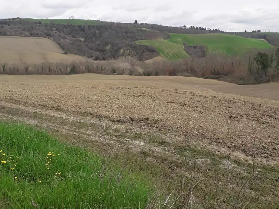 Immagine 5 di Terreno agricolo in vendita  a Asciano