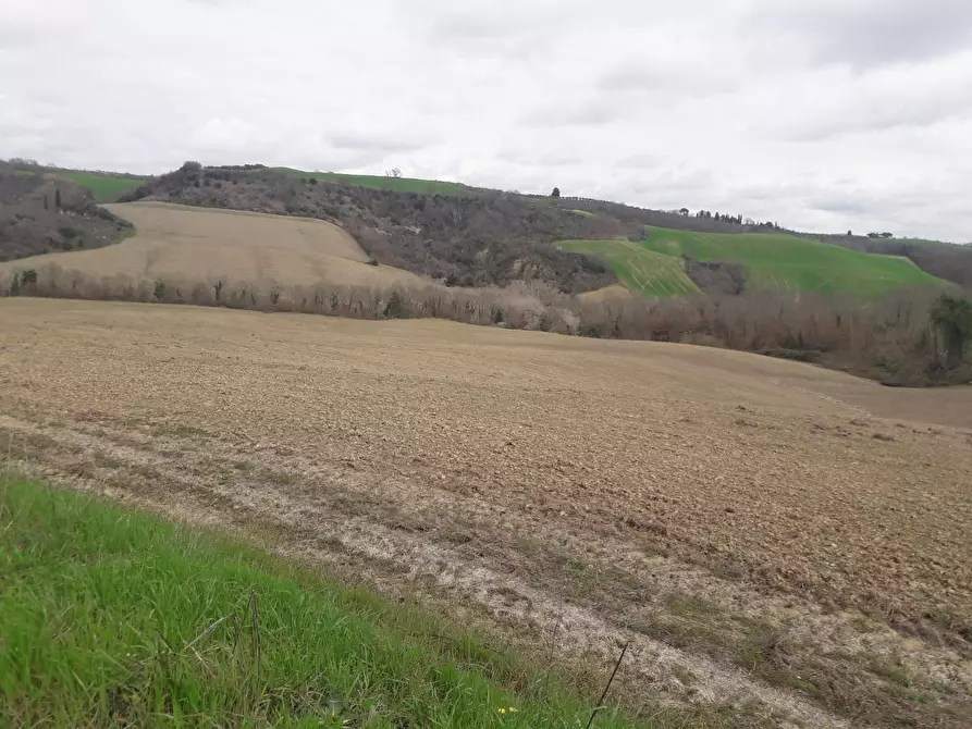 Immagine 6 di Terreno agricolo in vendita  a Asciano
