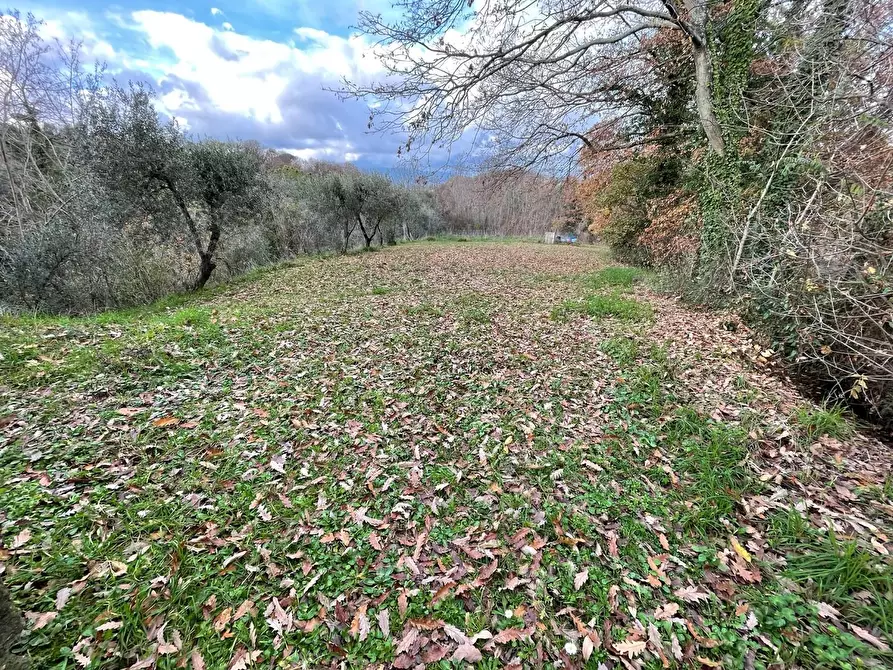 Immagine 50 di Rustico / casale in vendita  a Pontedera