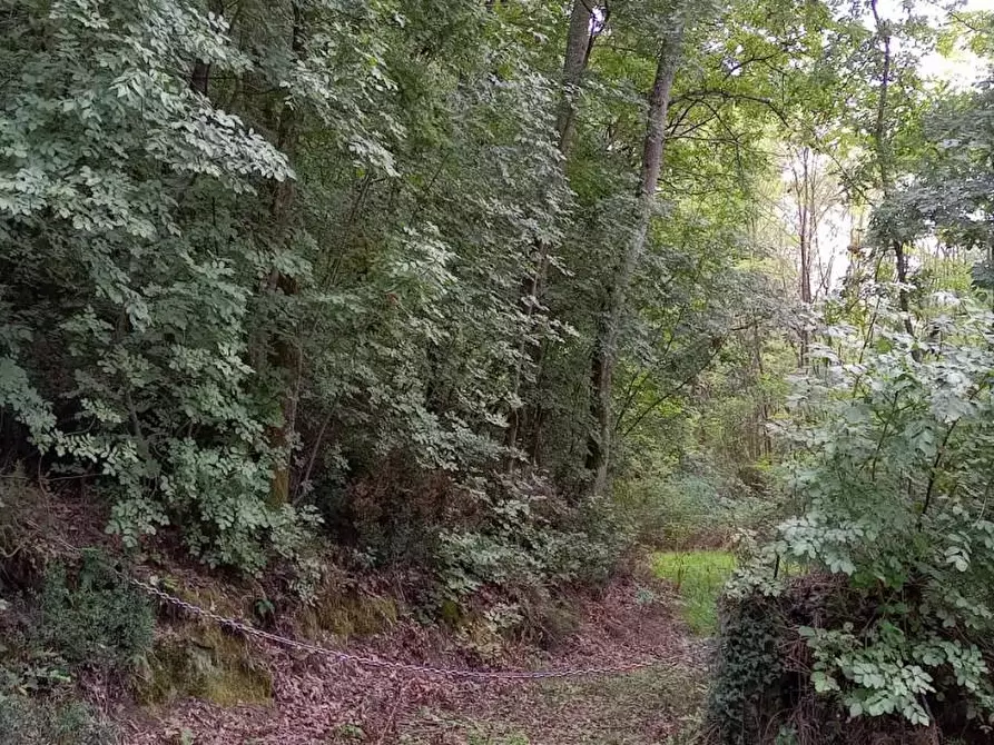 Immagine 4 di Terreno agricolo in vendita  a Lamporecchio