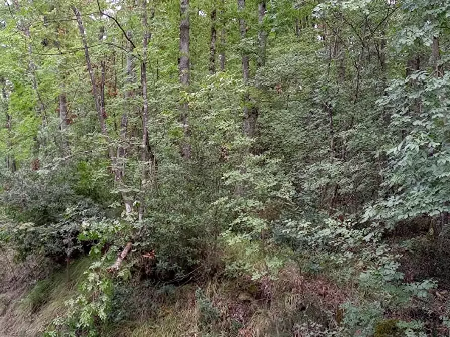 Immagine 2 di Terreno agricolo in vendita  a Lamporecchio