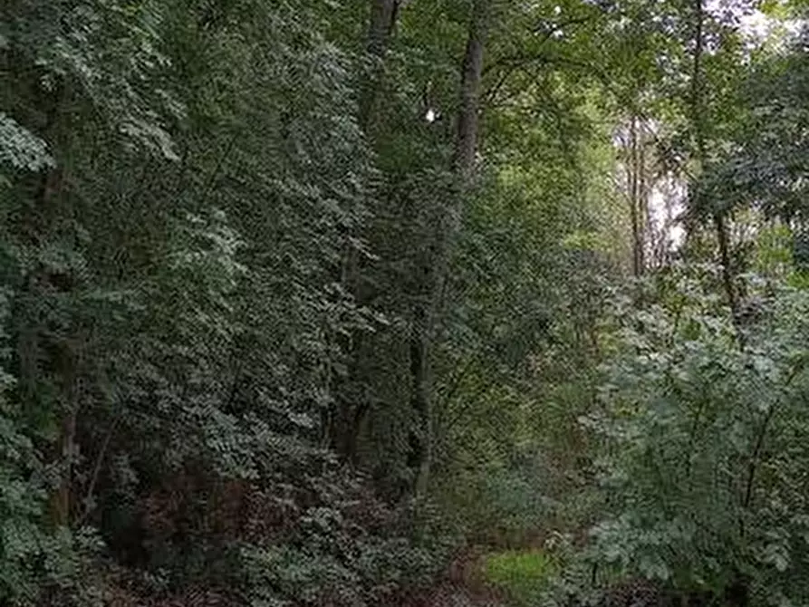 Immagine 3 di Terreno agricolo in vendita  a Lamporecchio