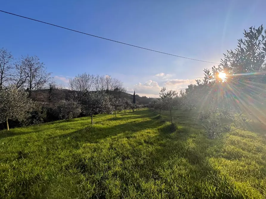 Immagine 1 di Terreno agricolo in vendita  a Casciana Terme Lari