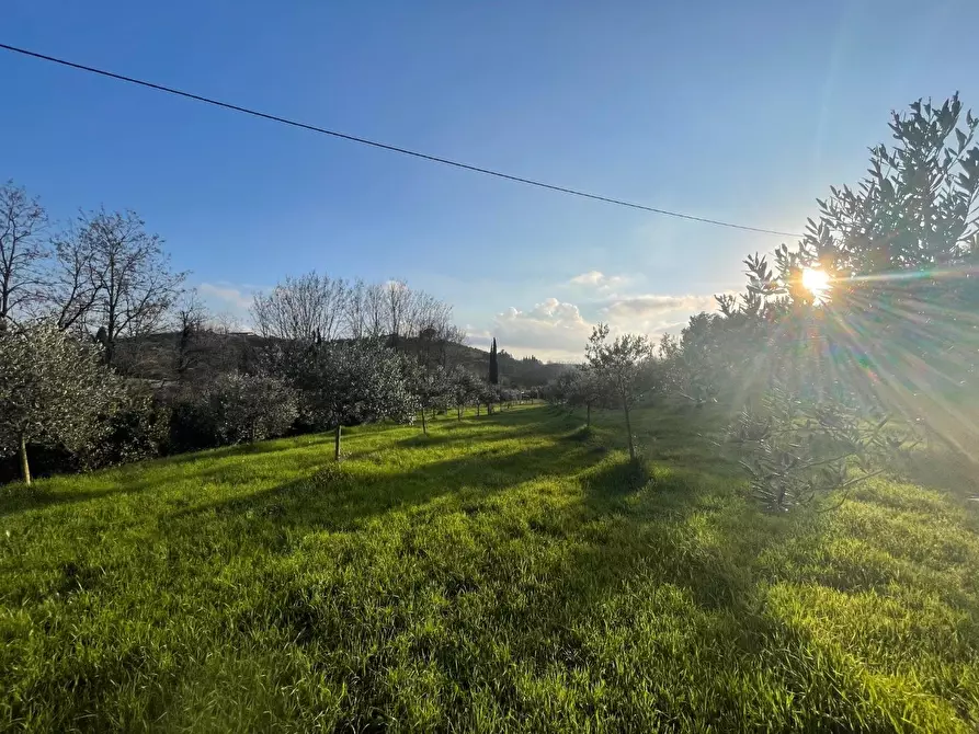 Immagine 6 di Terreno agricolo in vendita  a Casciana Terme Lari