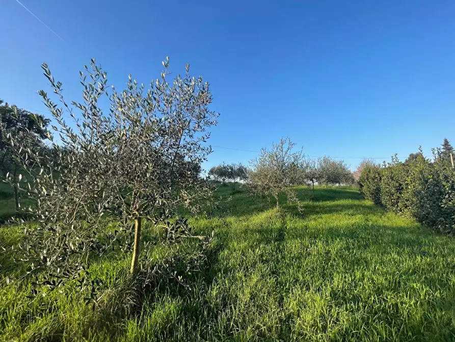 Immagine 5 di Terreno agricolo in vendita  a Casciana Terme Lari