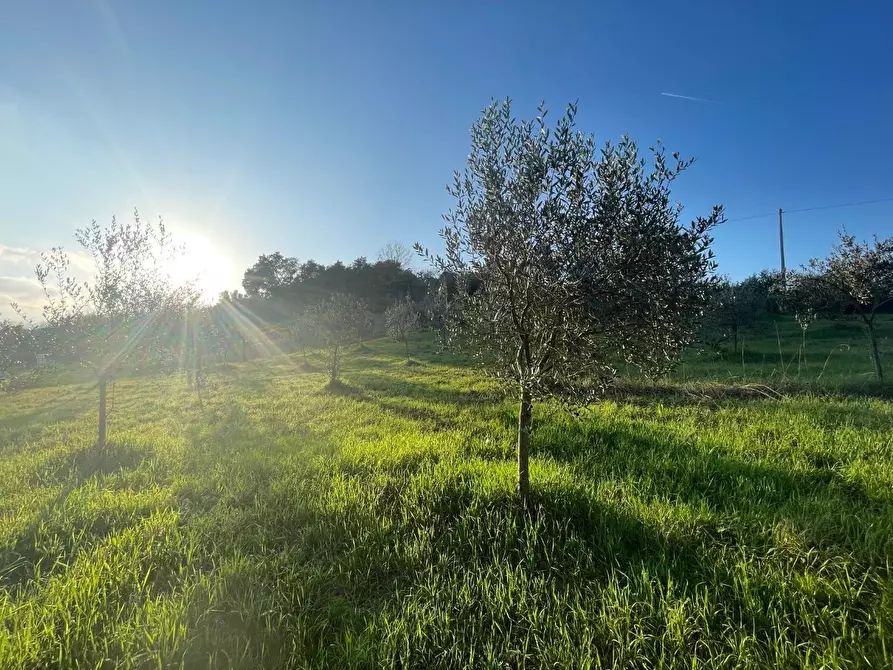Immagine 4 di Terreno agricolo in vendita  a Casciana Terme Lari