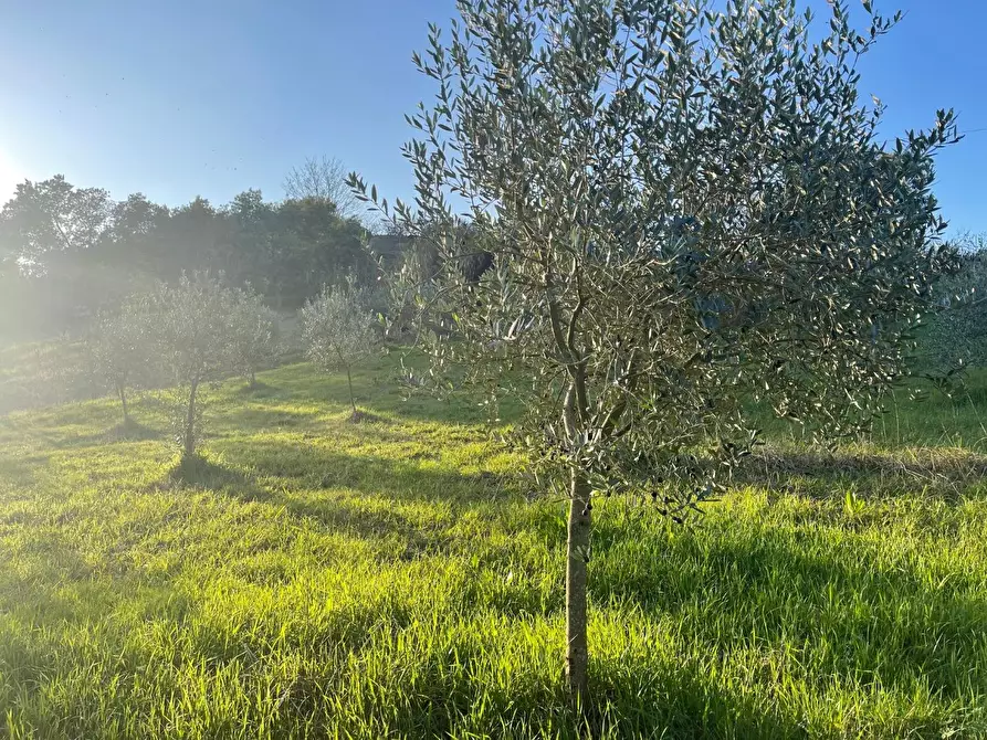 Immagine 3 di Terreno agricolo in vendita  a Casciana Terme Lari