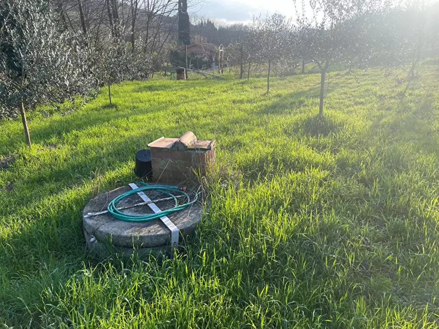 Immagine 2 di Terreno agricolo in vendita  a Casciana Terme Lari
