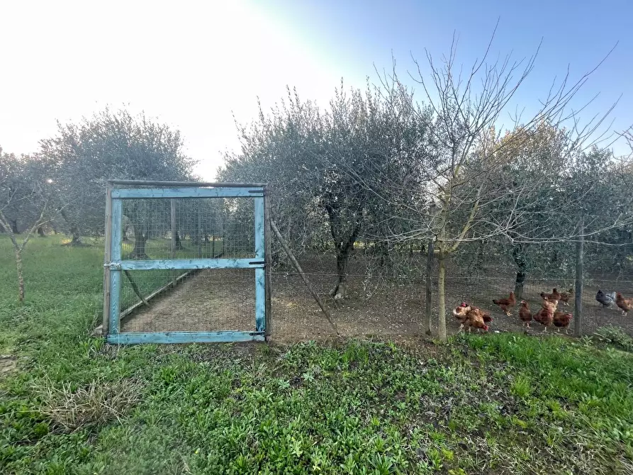 Immagine 7 di Terreno agricolo in vendita  a Casciana Terme Lari
