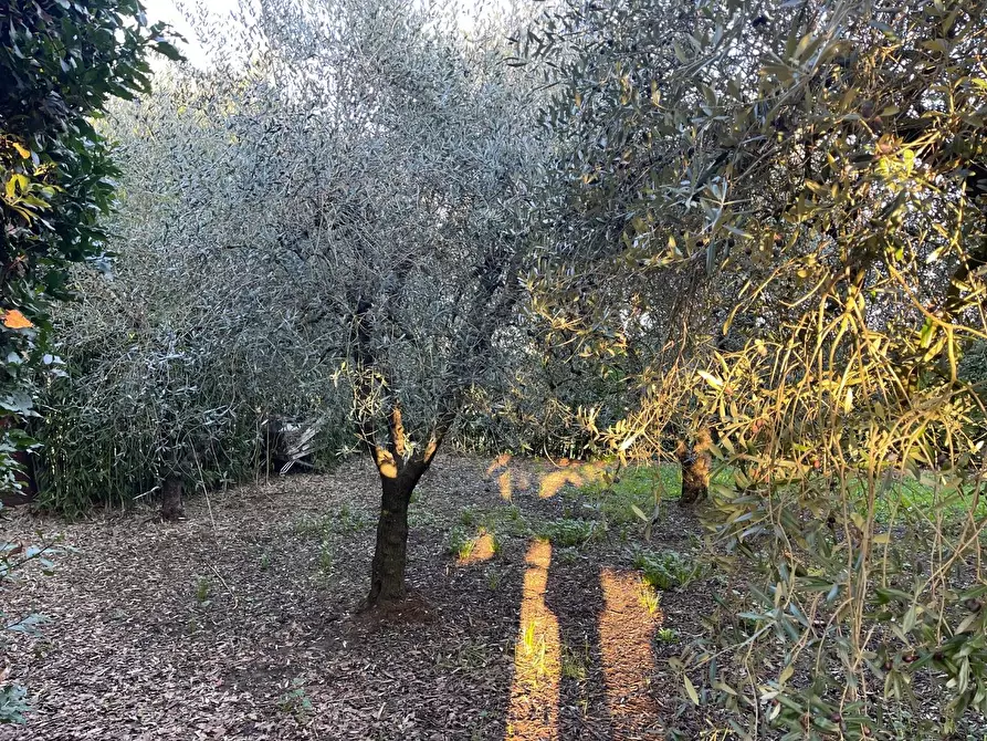 Immagine 4 di Terreno agricolo in vendita  a Casciana Terme Lari