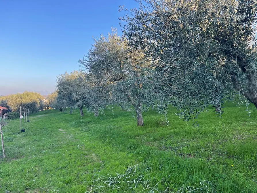 Immagine 8 di Terreno agricolo in vendita  a Casciana Terme Lari