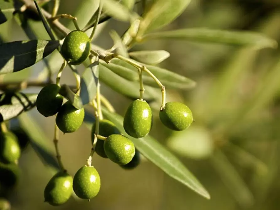 Immagine 2 di Terreno agricolo in vendita  a Piombino