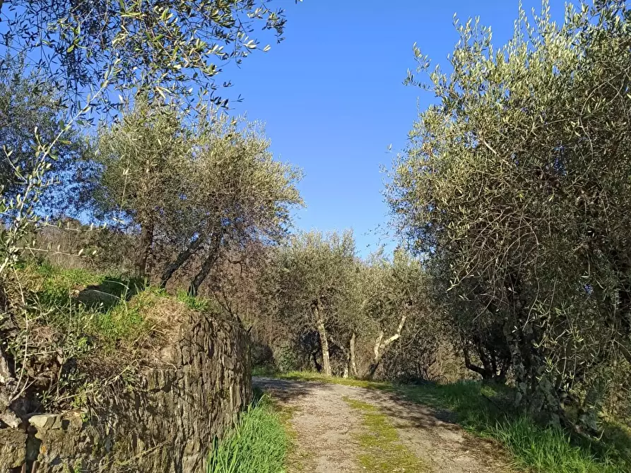 Immagine 45 di Rustico / casale in vendita  a Capannori