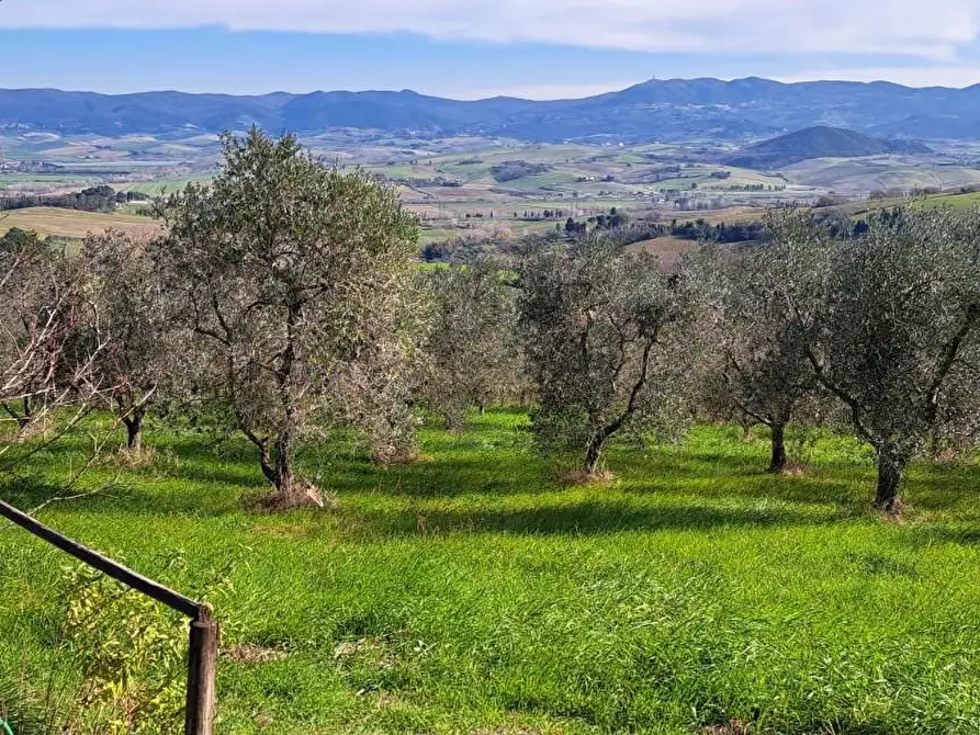 Immagine 10 di Rustico / casale in vendita  a Rosignano Marittimo