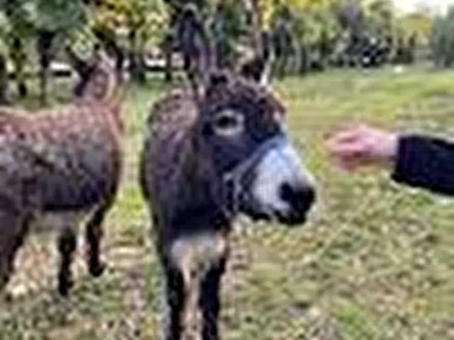 Immagine 6 di Azienda agricola in vendita  a San Giuliano Terme