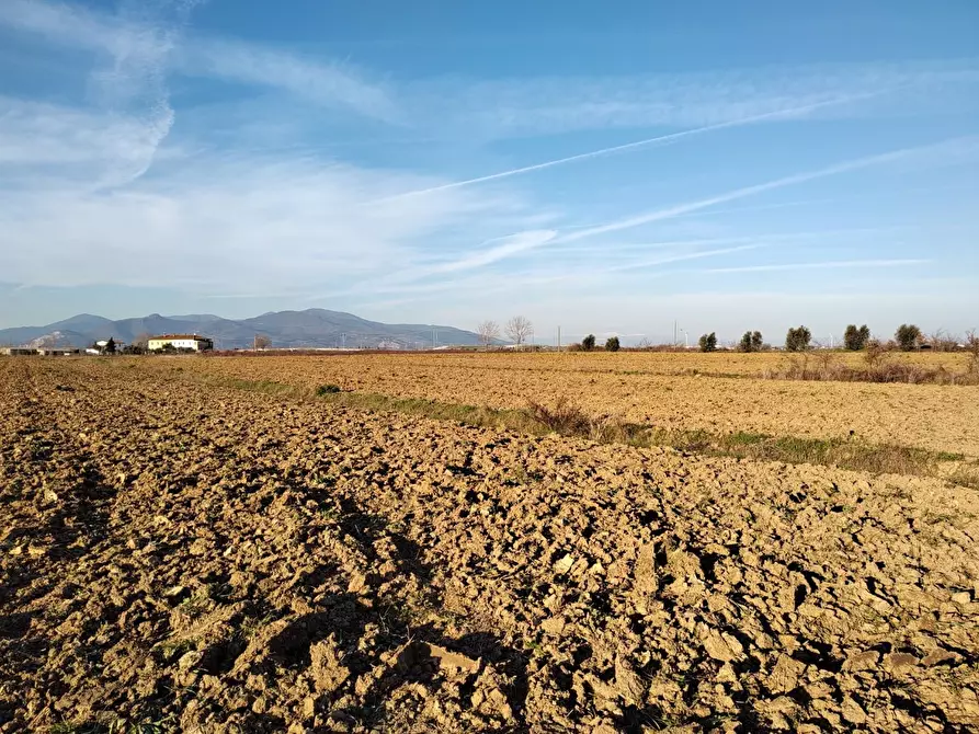 Immagine 2 di Terreno agricolo in vendita  a Casciana Terme Lari