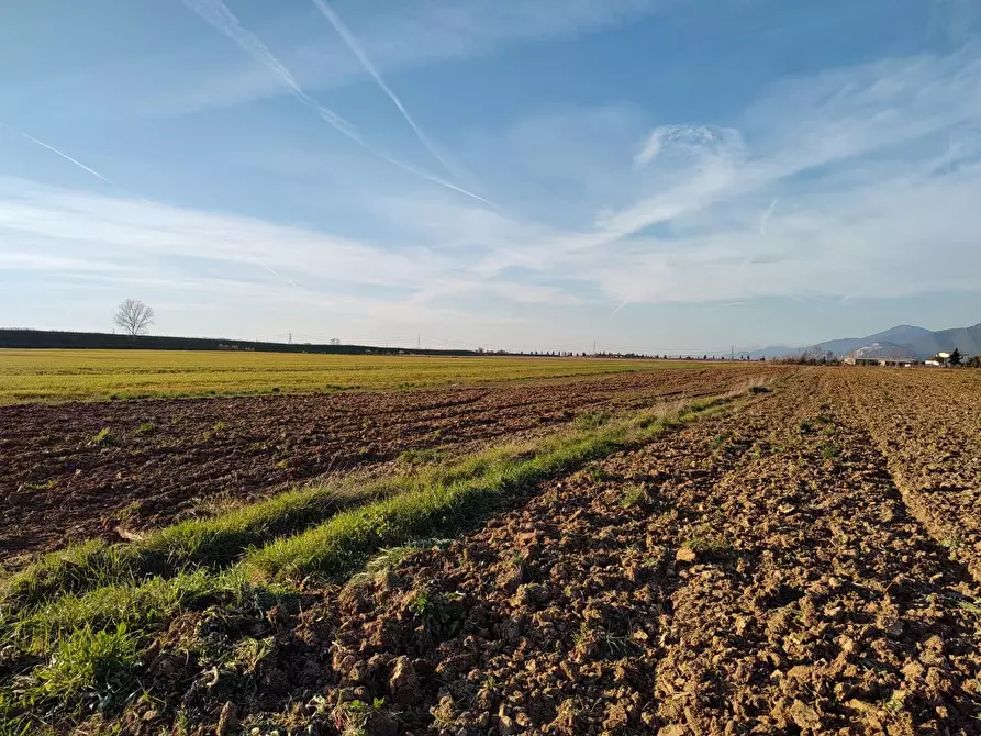 Immagine 3 di Terreno agricolo in vendita  a Casciana Terme Lari