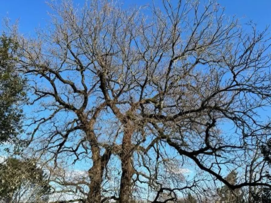 Immagine 23 di Casa colonica in vendita  a Santa Croce Sull'arno
