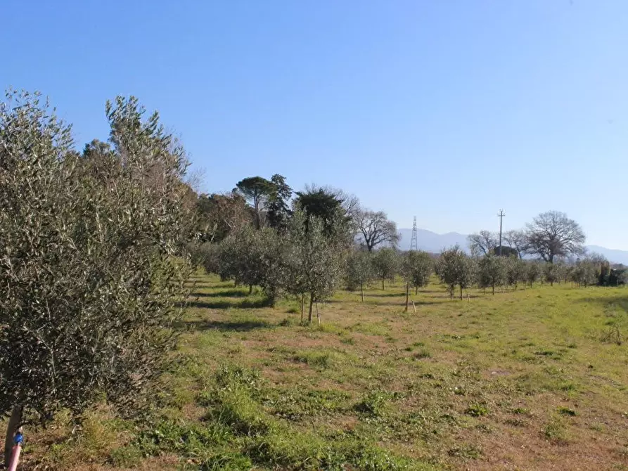 Immagine 10 di Terreno agricolo in vendita  a Bibbona