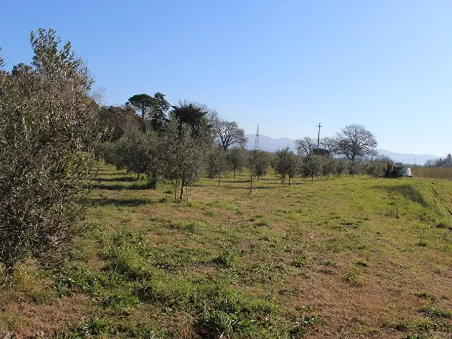 Immagine 11 di Terreno agricolo in vendita  a Bibbona