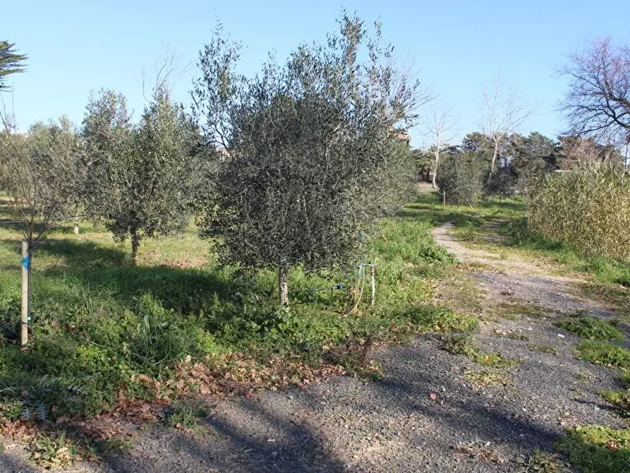 Immagine 7 di Terreno agricolo in vendita  a Bibbona