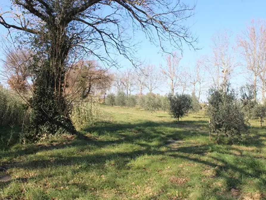 Immagine 8 di Terreno agricolo in vendita  a Bibbona