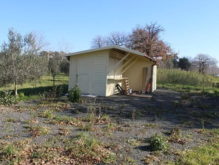 Immagine 2 di Terreno agricolo in vendita  a Bibbona