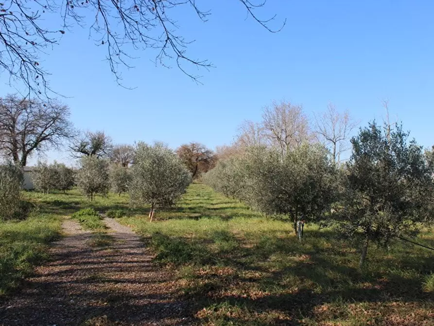 Immagine 9 di Terreno agricolo in vendita  a Bibbona