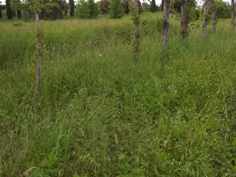 Immagine 3 di Terreno residenziale in vendita  a Santa Croce Sull'arno