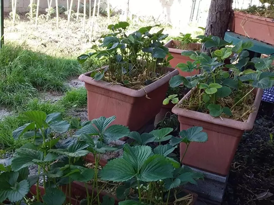 Immagine 13 di Appartamento in vendita  a Pisa