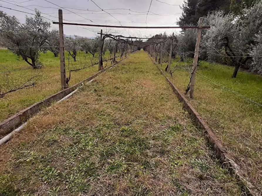Immagine 3 di Terreno agricolo in vendita  a Cecina