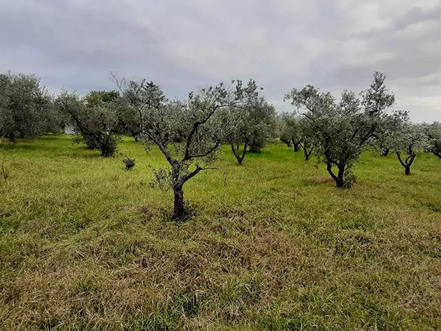 Immagine 11 di Terreno agricolo in vendita  a Cecina