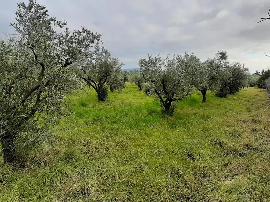 Immagine 4 di Terreno agricolo in vendita  a Cecina