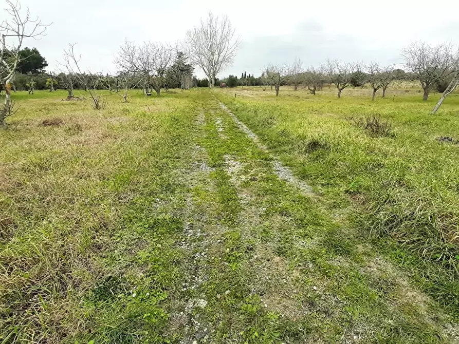 Immagine 8 di Terreno agricolo in vendita  a Cecina