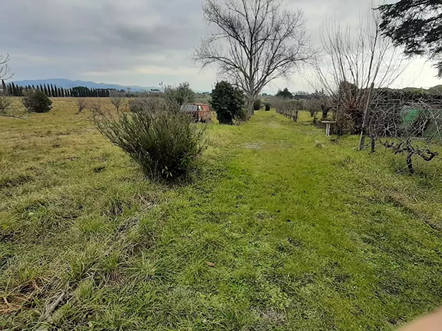 Immagine 9 di Terreno agricolo in vendita  a Cecina