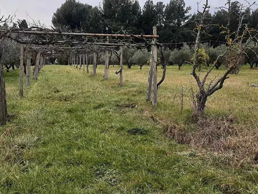 Immagine 5 di Terreno agricolo in vendita  a Cecina